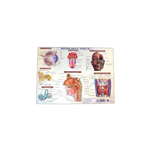 Anatomia omului - plansa nr. 1 - Mariana Bodea