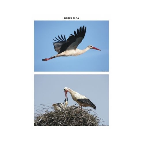 Pasari calatoare. Set planse - Daniela Dosa