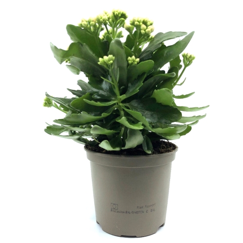 Planta ghiveci Kalanchoe, portocalie 26cm