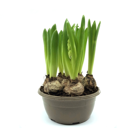 Planta ghiveci Hyacinthus, Zambile roz, 25 cm