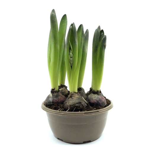 Planta ghiveci Hyacinthus, Zambile mov, 25 cm