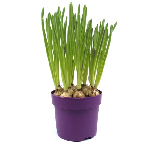 Planta ghiveci Muscari mov, zambila motata, 28cm