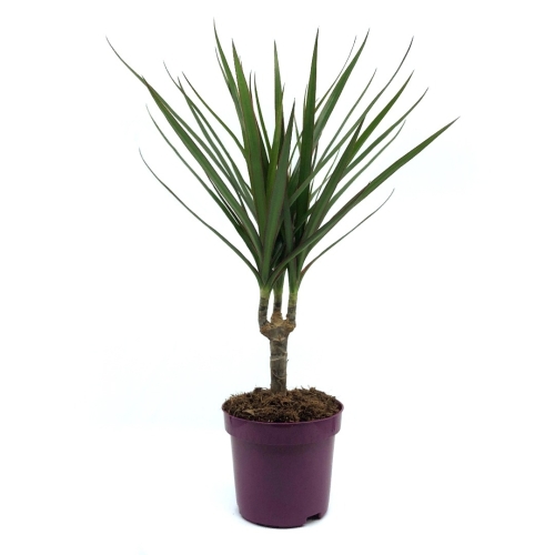 Planta ghiveci Dracaena Marginata, Copac Dragon, 43cm