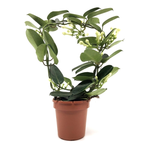 Planta ghiveci Stephanotis, Iasomie de Madagascar, 40 cm