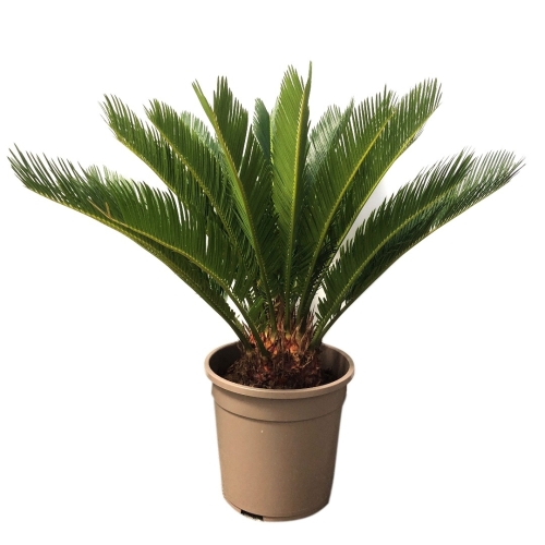 Planta ghiveci Cycas Palmier, 65 cm